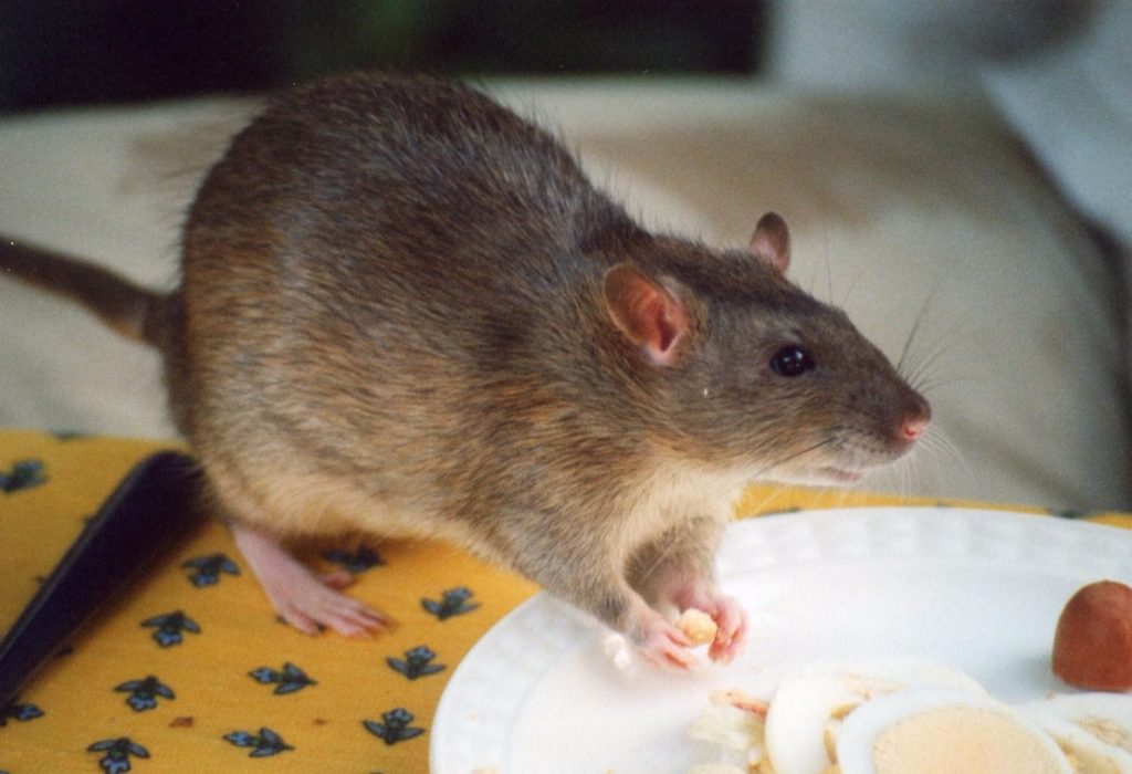 Musofobia